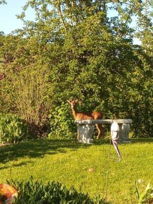 Haus Am Roemerstich Auen Bagian luar foto